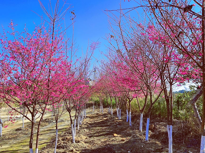 图片1.png 图片1.png